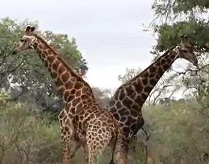 [쿠키영상] “끝장을 보자!” 기린 두 마리의 치열한 다툼