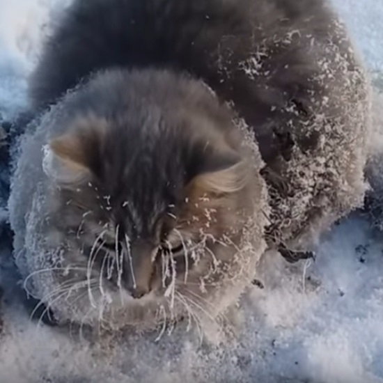 [쿠키영상] “얼음 땡 해주세요~” 혹한에 발이 얼어붙어 옴짝달싹 못하던 고양이 구조