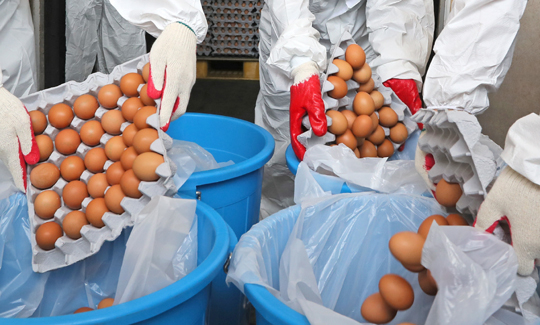 살충제 달걀 52개 농장 부적합, 451만2천여개 압류·폐기(종합)