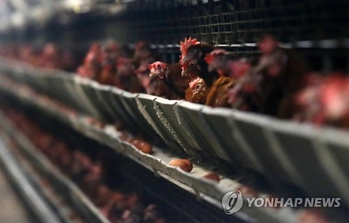 박근혜 정부, 5년간 양계농가 위생지원 ‘0’