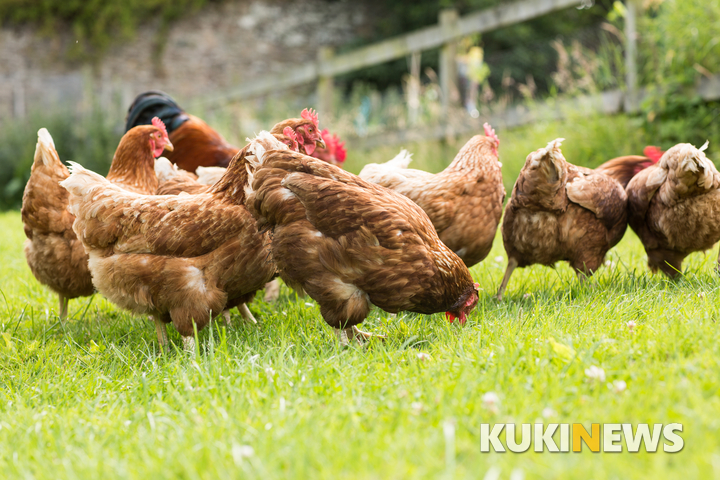 달걀 이어 닭에서도… 경산·영천 농장 DDT 검출