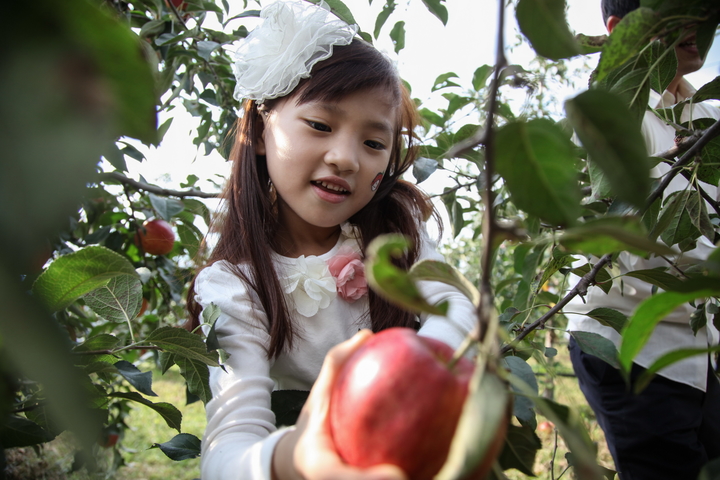 장수군, '한우랑 사과랑 축제  22일 개막