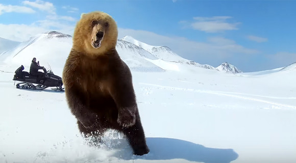[쿠키영상] 스노모빌로 곰을 쫓는 사람들, ‘무용담’ 전하려다 호되게 욕먹다