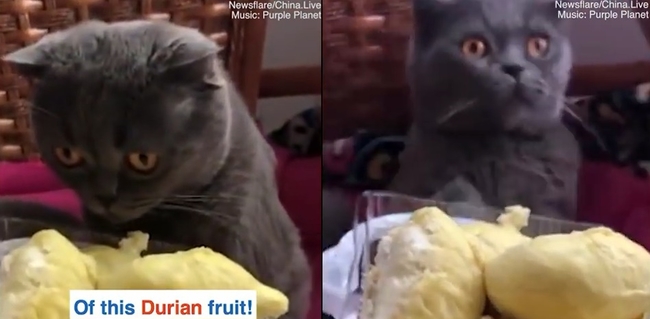[쿠키영상] ‘충격의 첫 경험’ 두리안 냄새 맡아 본 고양이의 반응? “기절초풍하겠다옹~”