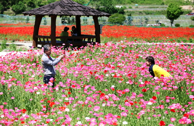 “붉은 꽃 물결” 하동 ‘북천 꽃양귀비 축제’ 개막