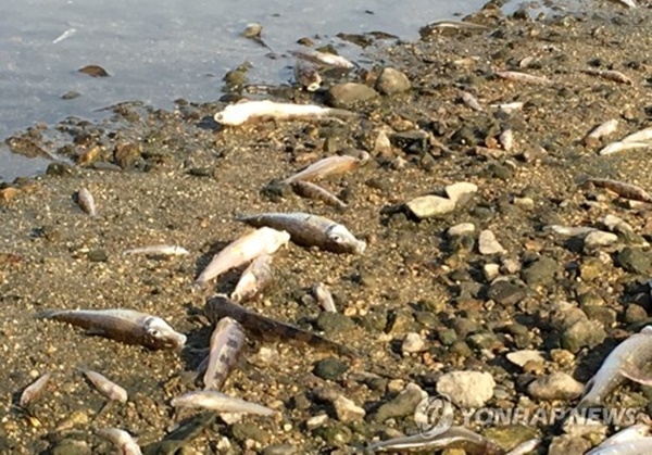 전주 삼천서 물고기 떼죽음…원인은 ‘폭염·소나기’