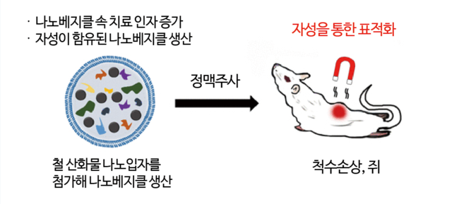 철산화물 함유 나노베지클로 척추손상 치료 가능성 제고