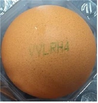 세종시 농가 유통 계란에서 피프로닐 대사산물 기준치 초과 검출