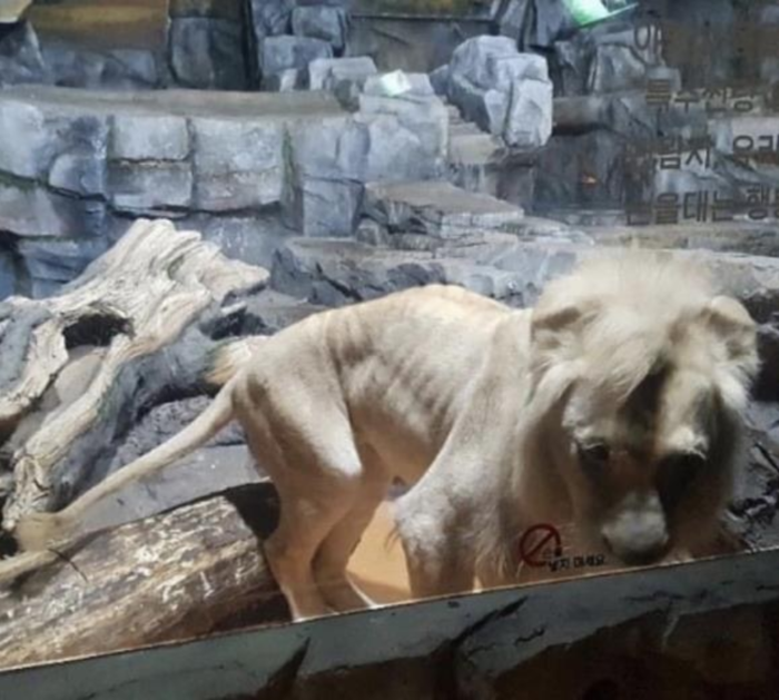 “스트레스로 꼬리 물어뜯기도”…안락사 이어 동물원도 동물권 침해