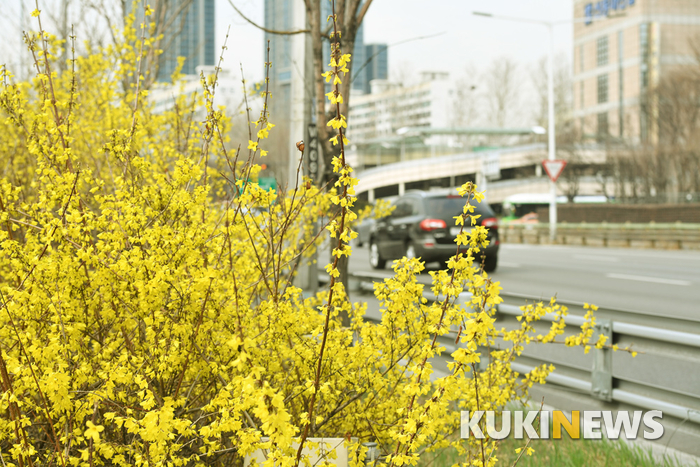 서울 시내에 활짝 핀 개나리