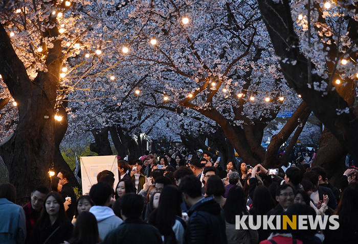 벚꽃축제에 불빛이 '반짝반짝'