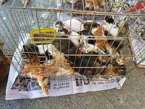 동물단체 “담양 5일시장 동물 매매·학대행위 중단하라”