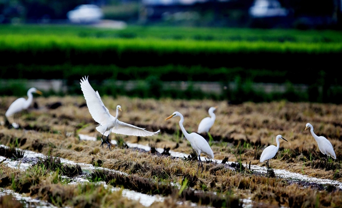 [포토뉴스] 벼 수확 끝낸 논에 백로떼 한가로이 먹이 사냥