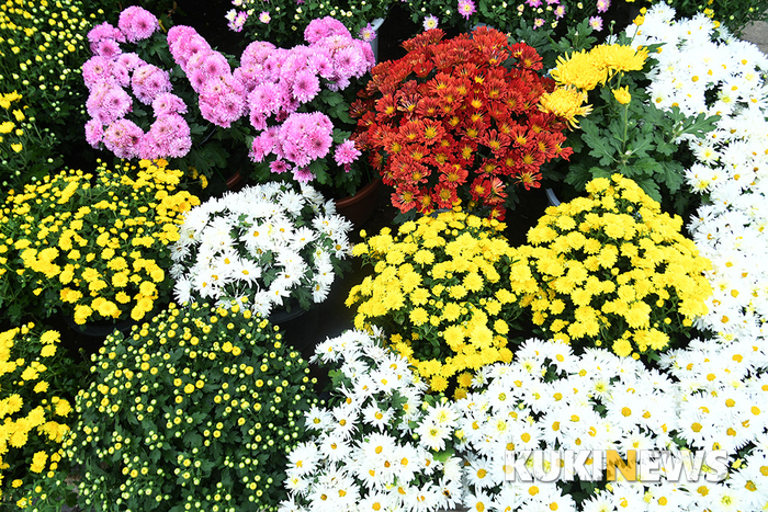 상일동 화훼단지에 '만개한 꽃들'