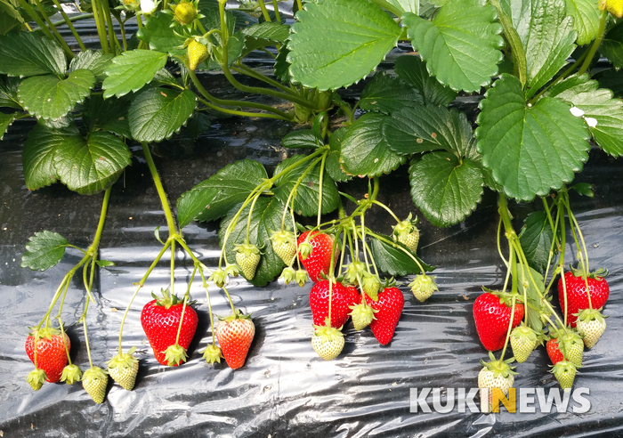 비타민C↑ 신품종 딸기 ‘비타베리’ 개발