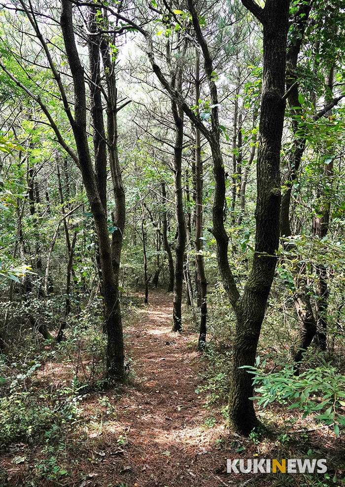 제주도에서 1년…오름의 황제 거문오름 (1)