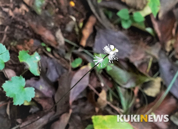 제주도에서 1년…오름의 황제 거문오름 (1)