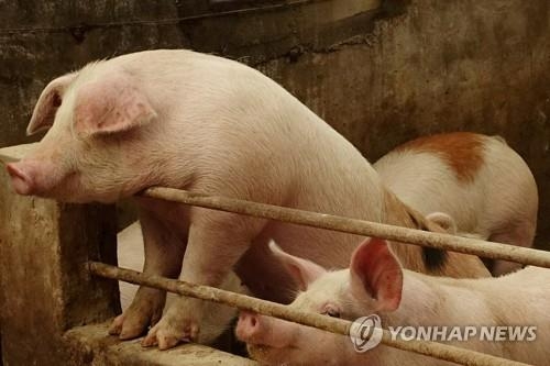 중국 범죄조직, 드론으로 ASF 유포…헐값에 돼지 사들여
