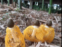 담양 대나무숲에 나타난 노란 망태버섯 세 자매