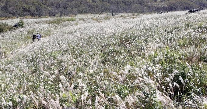 [포토뉴스] 은빛 물결 일렁이는 밀양 사자평 억새밭