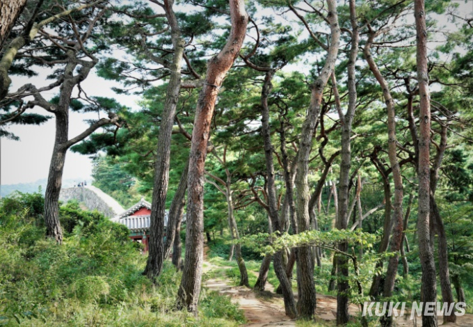 [고창에서 석 달 살기] 고창읍성이 품은 아름다운 솔숲과 대숲