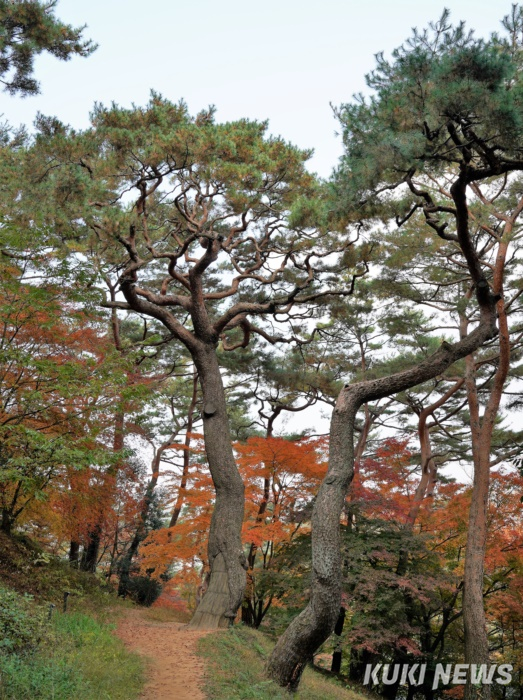 [고창에서 석 달 살기] 고창읍성이 품은 아름다운 솔숲과 대숲