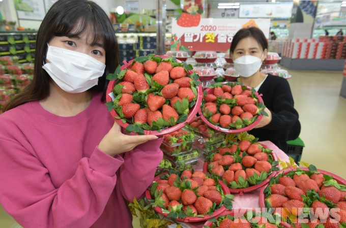 농협유통 “올해 첫 하동 딸기 맛보세요”