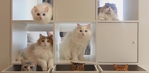 고양이 전문 유튜브 채널 ‘크림히어로즈’ 공식 입장 발표