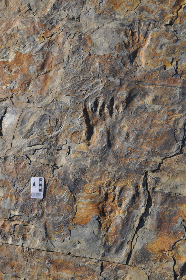 '두 발로 걷는 원시악어의 발자국 화석'...세계 최초 경남 사천시에서 발견