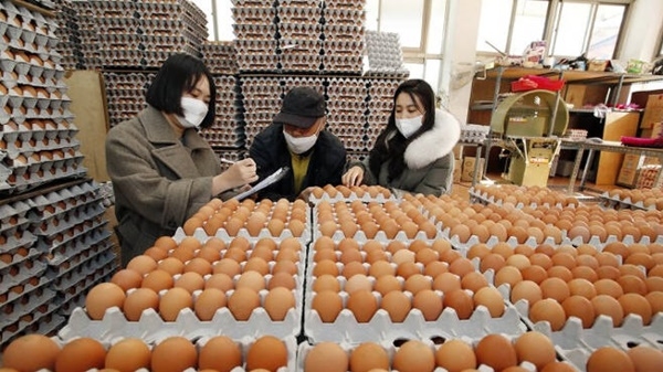 치솟는 계란값…정부 '무관세 수입' 수입 추진 