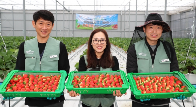 의성 스마트팜 딸기 수확...“지역 대표작물 될 것”