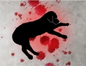 [동의하십니까] “개지옥 사설동물보호소” 동물 학대 처벌 촉구 청원