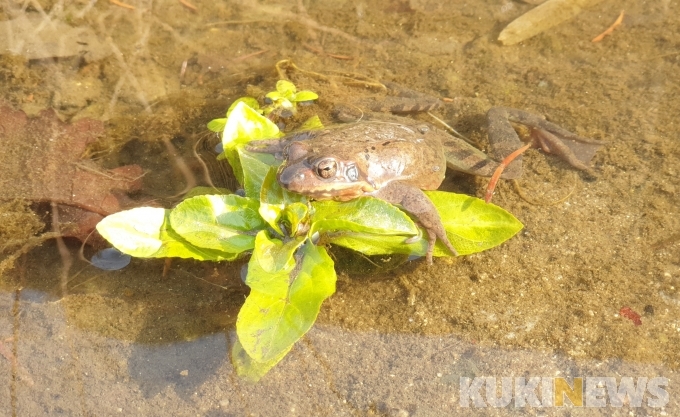 개구리 깨는 ‘경칩’ 낮 기온 ‘포근’