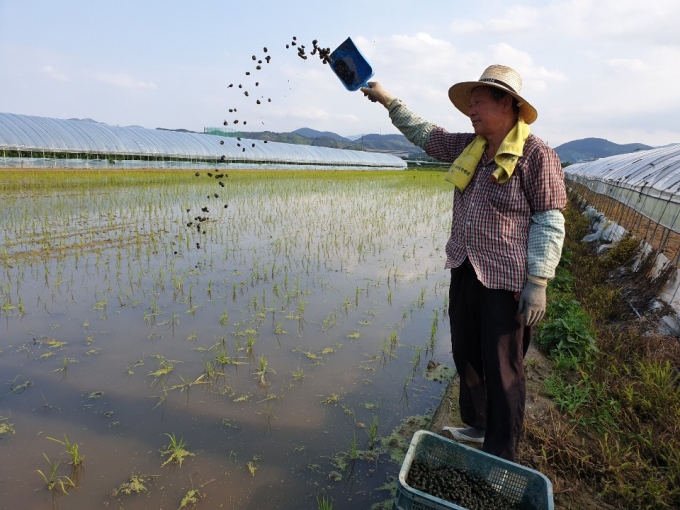 김해시, 쌀 고급화 전략 '주효'…4년 만에 브랜드 쌀 판매량 177% 급증