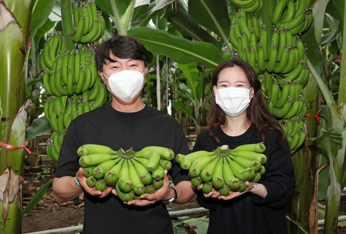 [포토뉴스] 산청 친환경 유기농 바나나 주렁주렁