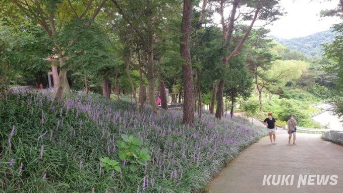 영광 물무산 행복숲에 보라색 맥문동꽃 만개