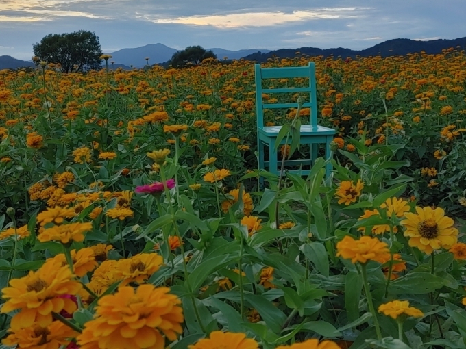 [포토뉴스] 함안 악양둑방 꽃들의 정원