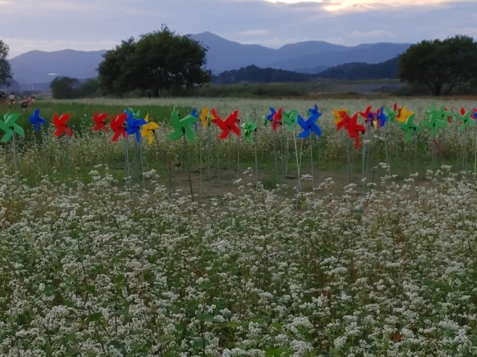 [포토뉴스] 함안 악양둑방 꽃들의 정원