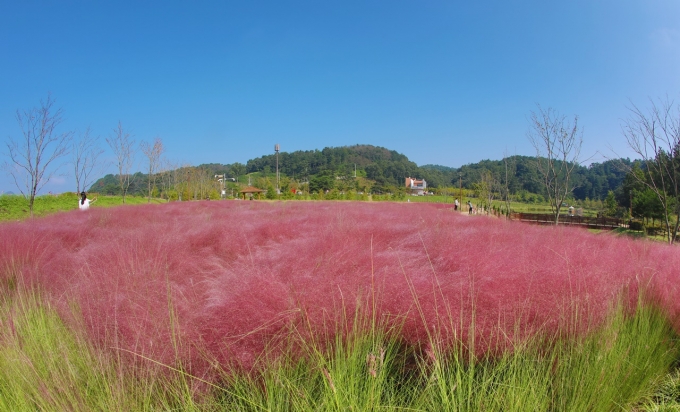 [포토뉴스] 분홍빛 가을, 함안 악양생태공원