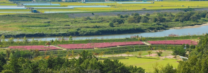 [포토뉴스] 분홍빛 가을, 함안 악양생태공원