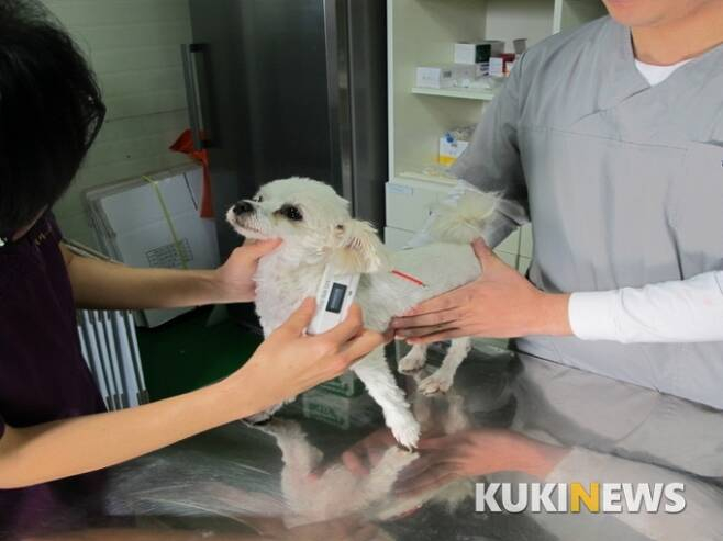 고양이할큄병·개물림 환자 큰 폭 증가