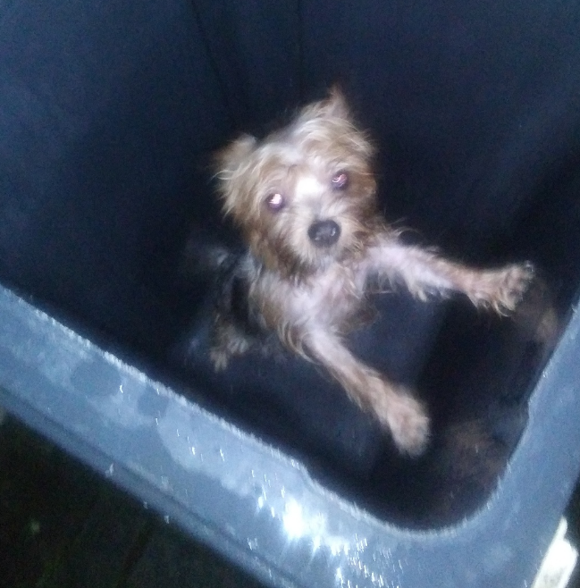 음식물 쓰레기통에 강아지가…분노 부른 사진 한 장