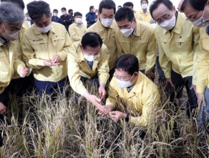 전북 벼 병해충 피해, 이상기후로 인한 ‘농업재해’ 인정