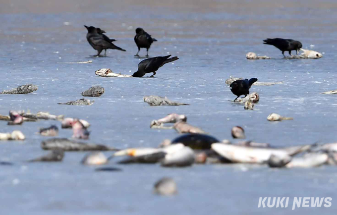  “친구들아, 배불리 먹고 건강해라” 참수리 먹이주기