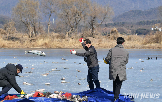  “친구들아, 배불리 먹고 건강해라” 참수리 먹이주기