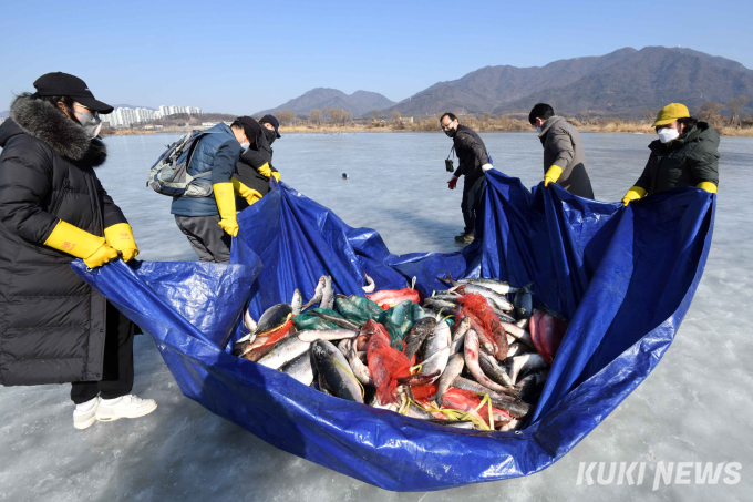  “친구들아, 배불리 먹고 건강해라” 참수리 먹이주기