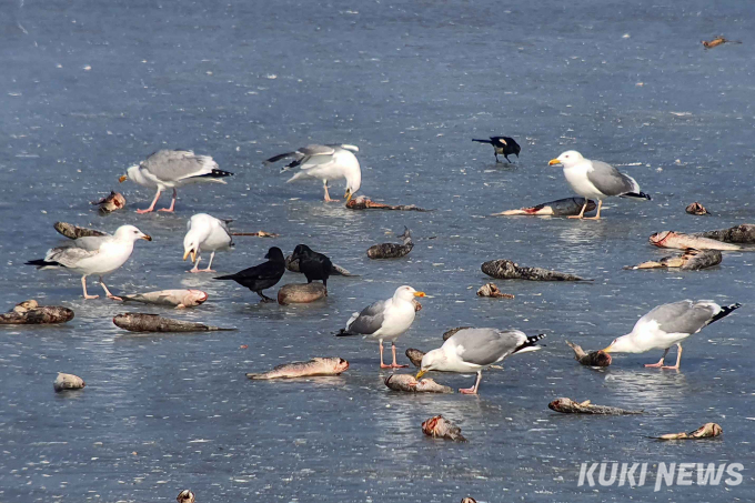  “친구들아, 배불리 먹고 건강해라” 참수리 먹이주기