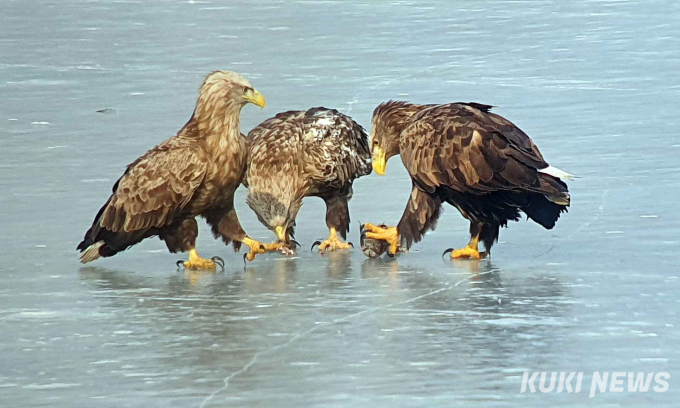  “친구들아, 배불리 먹고 건강해라” 참수리 먹이주기