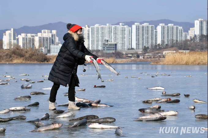  “친구들아, 배불리 먹고 건강해라” 참수리 먹이주기