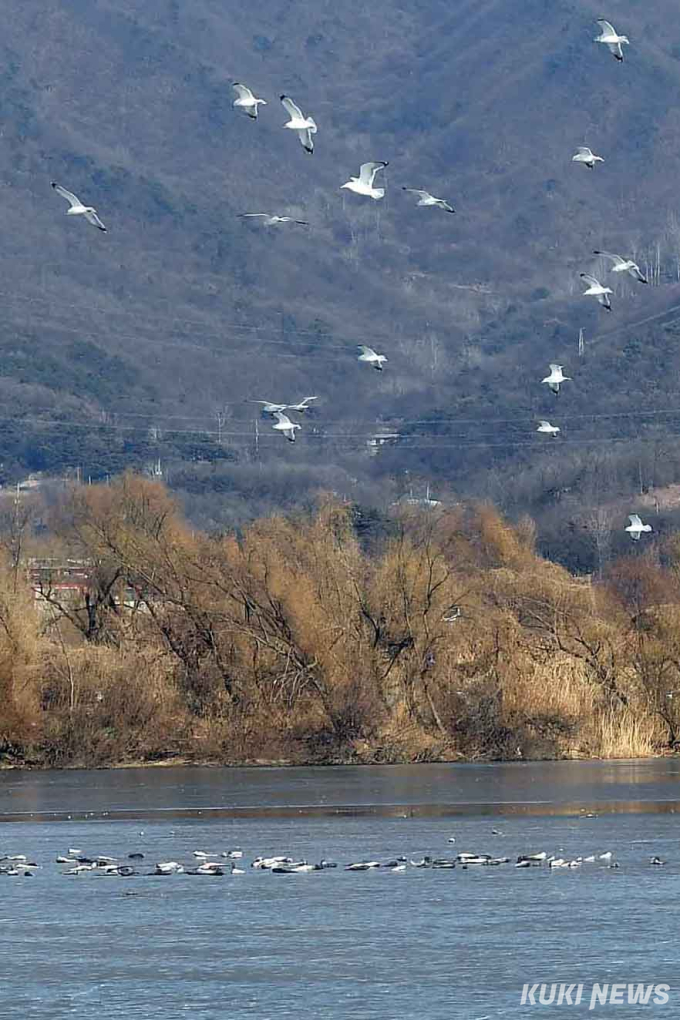  “친구들아, 배불리 먹고 건강해라” 참수리 먹이주기